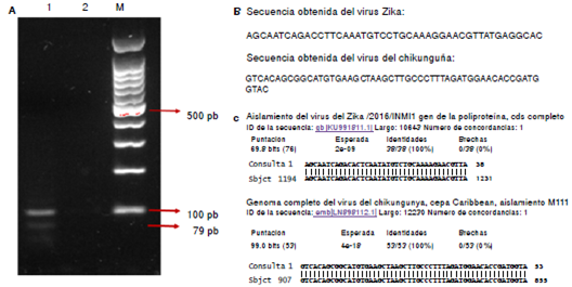 3. Detecci&oacute;n de fragmentos de genes de los virus del Zika y del chikungunya. A. Electroforesis en gel de agarosa al 1,8 % que muestra, en 1, los productos amplificados para el virus del Zika (banda inferior de 79 pb) y del chikungunya (banda superior de 100 pb); y en 2, el control negativo de la PCR. M corresponde al marcador de peso molecular de 100 pb (Promega). B. Secuencia obtenida para los fragmentos del gen de la poliprote&iacute;na de los virus del Zika y el chikungunya. C. Comparaci&oacute;n de las secuencias obtenidas con las secuencias del National Center for Biotechnology Information (NCBI). N&oacute;tese que hay una homolog&iacute;a de 100 % para los productos obtenidos