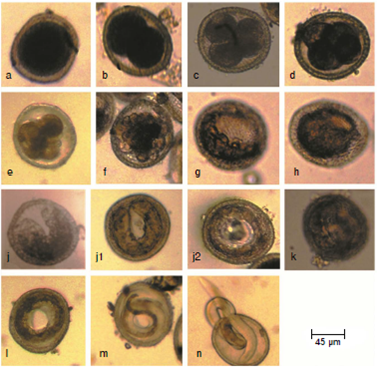 Embryonic stages of Toxocara canis eggs: a: One cell stage. b: Two cell stage. c: Three cell stage. d: Four cell stage. e: Early morula. f: Late morula. g: Blastula. h: Gastrula. i: Tadpole. j: Pre-larva j1: The embryo becomes long enough allowing the two ends of the “U” to meet each other. j2: With further growth, the embryo forms a close ring and starts a new one). k: First-stage larva. l: Second-stage larva. m: Third stage larva. n: Larva naturally emerged from a small hole in the egg shell