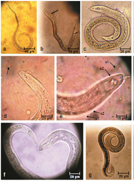 Morphology of Toxocara canis larvae by light microscopy. a: First stage larva with poor demarcation of the esophageal, the intestinal and the tail regions. b: First stage larva with a sheath at the buccal ends. c: Second stage larva showing reduced density of the esophageal and caudal regions. d: Second stage larva with a second sheath characterized by a granular cone like structure at the anterior end. e: Second stage larva emerging from the egg surrounded by two sheaths (arrows). f: Third stage larva at day 21 of cultivation having well developed lips, granular intestinal region and distinct excretory pore. g: Third stage larva at day 30 of cultivation