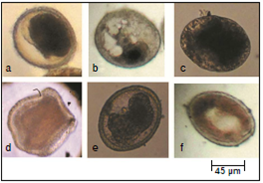 Morphology of non-viable eggs. a: Egg with condensed cytoplasm. b: Egg with vacuolated cytoplasm. c: Egg with degenerated cytoplasm and a thin shell. d: Collapsed egg. e: Egg with deformed embryo. f: Egg contains ill-defined larva