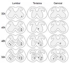 Representaci&oacute;n gr&aacute;fica de la diseminaci&oacute;n del virus de la rabia en la m&eacute;dula espinal de rat&oacute;n desde el nivel lumbar hasta el nivel cervical entre las 32 y las 56 horas de la inoculaci&oacute;n. Mientras el virus asciende a los niveles siguientes, simult&aacute;neamente se dispersa en la sustancia gris de los dos lados.