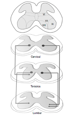 Descripci&oacute;n de las v&iacute;as de ascenso del virus de la rabia, por transporte retr&oacute;grado desde la m&eacute;dula lumbar hasta la m&eacute;dula cervical. Las flechas de la derecha indican las proyecciones propioespinales, desde la m&eacute;dula cervical y tor&aacute;cica hacia los n&uacute;cleos motores de la m&eacute;dula lumbar. Las flechas de la izquierda representan las conexiones descendentes entre n&uacute;cleos propioespinales.