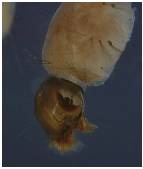 Cabezade larva, vista lateral