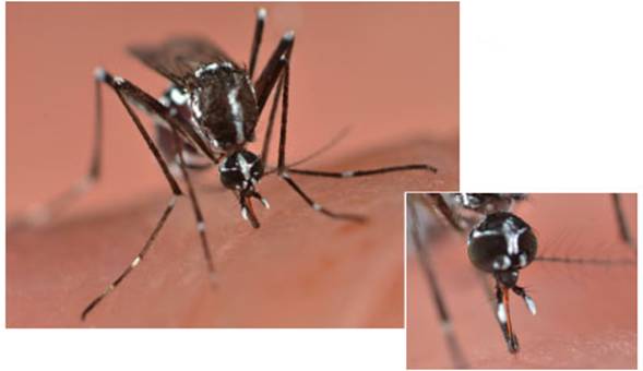 Hembra aliment&aacute;ndose sobre atrayente humano