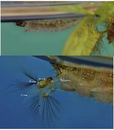 Larva completa en posici&oacute;n de reposo. No presenta sif&oacute;n, pero en el octavo segmento del abdomen posee una placa con dos espir&aacute;culos para tomar el ox&iacute;geno. Esta caracter&iacute;stica la obliga a adoptar una posici&oacute;n paralela a la superficie del agua. a) Silla. b) Pelos caudales. c) Branquias anales