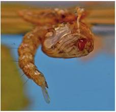 Pupa, vista lateral; detalle de la formaci&oacute;n del ojo compuesto; n&oacute;tese la diferenciaci&oacute;n de los omatidios