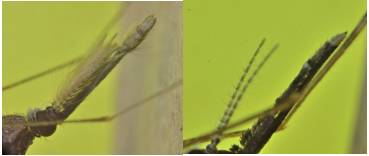 Dimorfismo sexual: a la izquierda, adulto macho, y a la derecha, el adulto hembra