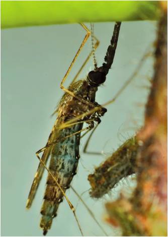 Adulto hembra con el intestino lleno de soluci&oacute;n azucarada al 30 % y colorante azul. Esta metodolog&iacute;a se utiliza en estudios de dispersi&oacute;n y comportamiento