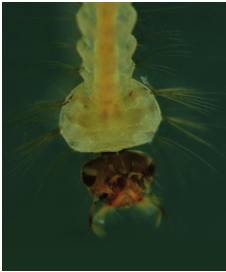 Cabeza de larva, vista frontal; se observa el cepillo bucal. Estas estructuras, formadas por largos filamentos, crean corrientes deagua dirigidas hacia el aparato bucal que filtran las part&iacute;culas org&aacute;nicas que se encuentran suspendidas en el agua