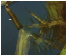 El largo del sif&oacute;n es cuatro veces su ancho. El sif&oacute;n permite la toma de ox&iacute;geno de la superficie del agua. a) V&aacute;lvula espiracular. b) Sif&oacute;n. c) Silla. d) Cepillo ventral. e) Pelos caudales. f) Branquias anales