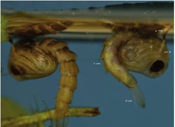 Pupa,vista lateral. a) Trompeta respiratoria. b) Cefalot&oacute;rax. c) Abdomen. d) Paletas natatorias. N&oacute;tese que la mayor&iacute;a de las estructuras del cuerpo del adulto ya est&aacute;n formadas