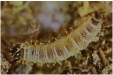Larva, vista dorsal; n&oacute;tense las setas en forma de cerilla distribuidas a lo largo de todo el cuerpo. Estas larvas viven en h&aacute;bitats terrestres en suelos ricos en materia org&aacute;nica