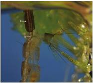 &Uacute;ltimos segmentos abdominales de la larva con sif&oacute;n terminal. a) Tubo traqueal. b) Peine: el engrosamiento subapical de cada espina se debe a la presencia de espinas subapicales.