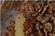 Vista lateral de la cabeza de la larva