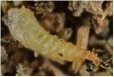 La pupa se fija al sustrato mediante el pseudopodio terminal del noveno segmento abdominal; obs&eacute;rvese la exuvia del cuarto estadio larval adherida a este segmento