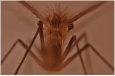 Adulto macho, n&oacute;tense los halterios o balancines que se usan para dirigir los movimientos del insecto durante el vuelo