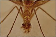 El adulto macho presenta un par de manchas p&aacute;lidas en el cuarto terguito donde se ubican las gl&aacute;ndulas sexuales que producen las feromonas