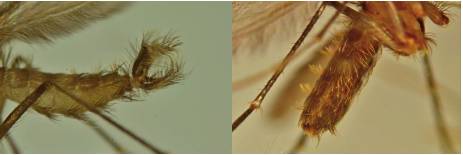 Dimorfismo sexual en fleb&oacute;tomos: los &uacute;ltimos segmentos abdominales est&aacute;n modificados en &oacute;rganos genitales; a la izquierda, adulto macho, y a la derecha, el adulto hembra