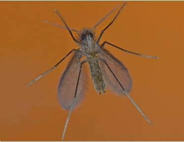 Adulto hembra, vista ventral