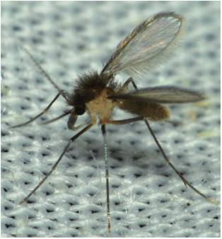 Adulto hembra, n&oacute;tese el m&iacute;nimo contacto de los tarsos con la tela del toldillo; no obstante, si est&aacute;n impregnados de insecticidas, es suficiente para obtener su efecto letal