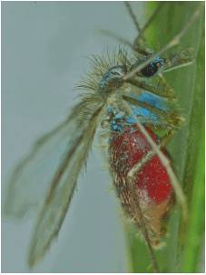 Adulto hembra marcada con polvo fluorescente y abdomen lleno de sangre