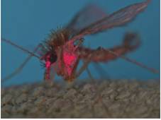 Adulto macho marcado con polvo fluorescente