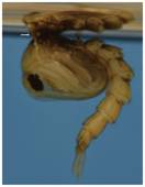 Pupa, obs&eacute;rvese el tama&ntilde;o corto de la trompeta respiratoria (flecha) usadas como car&aacute;cter diagn&oacute;stico taxon&oacute;mico para esta especie 