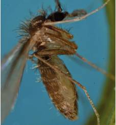 Hembra gr&aacute;vida, el desarrollo de los huevos ocurre despu&eacute;s de que las hembras hacen una ingesti&oacute;n completa de sangre