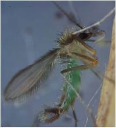 Adulto macho con intestino lleno de soluci&oacute;n azucarada al 30 % y colorante verde