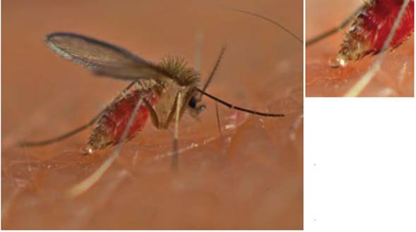 Diuresis de la hembra durante la alimentaci&oacute;n sangu&iacute;nea. Los fleb&oacute;tomos excretan gotas muy peque&ntilde;as de soluci&oacute;n salina que despu&eacute;s de ser expulsadas r&aacute;pidamente para perder peso, explotan antes de caer