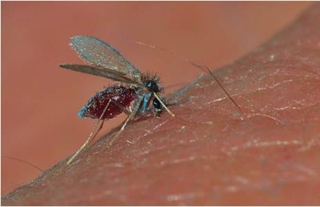 Adulto hembra marcada con polvo fluorescente, aliment&aacute;ndose sobre atrayente humano. Imagen capturada en trabajo de campo en la regi&oacute;n subandina de la vereda Venecia, municipio de Campoalegre, departamento del Huila