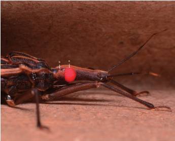 Cabeza de adulto, variedad de ojos rojos criada en el laboratorio; n&oacute;tese la diferenciaci&oacute;n de omatidios (a) y la presencia de ocelos (b)
