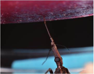 Alimentaci&oacute;n artificial a trav&eacute;s de membrana de intestino de cerdo