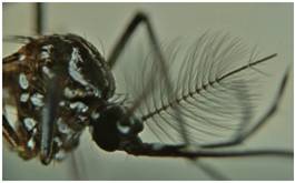 Dimorfismo sexual: las antenas del macho (izquierda) est&aacute;n densamente pobladas por pelos ramificados, mientras que en la hembra (derecha) es menor la cantidad de pelos y estos son m&aacute;s cortos