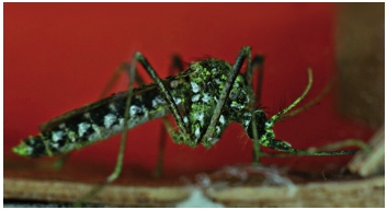 Adulto hembra marcada con polvo fluorescente