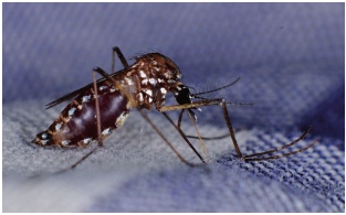 Adulto hembra picando a trav&eacute;s de tela tipo lino (0,4 mm de grosor); se ha descrito que la ropa protege de la picadura de insectos aunque depende de la densidad y el espesor del tejido