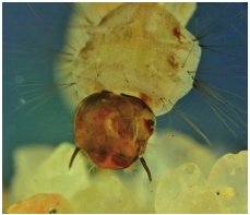 Cabeza de la larva, vista frontal