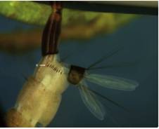 &Uacute;ltimos segmentos abdominales de la larva con sif&oacute;n terminal. a) Espinas simples del peine. El tama&ntilde;o del sif&oacute;n de las especies del g&eacute;nero Aedes es m&aacute;s corto que en Culex quinquefasciatus