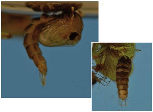 Pupa, vista lateral y vista dorsal en la que se aprecian las paletas natatorias