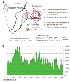 A. Regi&oacute;n Andina de Colombia. En el recuadro se ve el &aacute;rea de recolecci&oacute;n. B. Perfil altitudinal de los puntos de recolecci&oacute;n de T. dimidiata en los ec&oacute;topos de la monta&ntilde;a santandereana (a) y el ca&ntilde;&oacute;n del Chicamocha (b). En el recuadro se destaca con puntos amarillos la altitud de los puntos de recolecci&oacute;n de T. dimidiata, incluidos el punto m&aacute;s elevado y el menos elevado, seg&uacute;n la ruta mostrada en el mapa con el trazo s&oacute;lido de color amarillo. Los trazos s&oacute;lidos de color negro representan los l&iacute;mites de los ec&oacute;topos. Mapa elaborado a partir del modelo digital de elevaci&oacute;n (MDE) del SRTM Worldwide Elevation Data, con 3 arcosegundos de resoluci&oacute;n