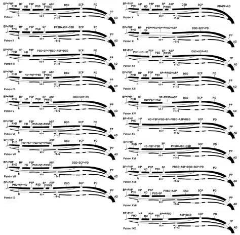 Patrones alares encontrados en poblaciones naturales de Anopheles darlingi de Colombia.