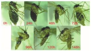 Progresión del proceso de digestión en hembras de Lutzomyia evansi alimentadas con sangre humana de manera experimental entre las 0 y las 148 horas posteriores a la ingestión de sangre