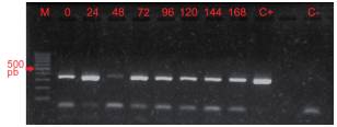 Electroforesis en gel de agarosa (2 %) con los productos de la PCR del segmento del gen citocromo b detectado en hembras de Lutzomyia evansi alimentadas con sangre humana de manera experimental M: marcador de peso molecular de 100 pb; carriles 0 a 168: número de horas transcurridas después de la ingestión de la sangre; carril C+: control positivo; carril C-: control negativo
