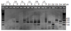 Gel de agarosa al 2 % en el que se visualizan los productos amplificados en PCR de segunda ronda (serotipificaci&oacute;n) usando ARN aislado a partir de grupos de 30 individuos de larva (L) o pupa (P) recolectados en algunas viviendas. Se observa que algunos grupos fueron positivos para uno o varios serotipos del virus del dengue. Marcador de peso (MP): GeneRuler100 bp DNA Ladder TM (Thermo Fisher Scientific). DENV-1 (D1): 208 pb, DENV-2 (D2): 119 pb, DENV-3 (D3): 288 pb y DENV-4 (D4): 260 pb