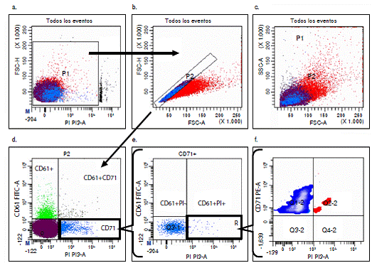 Gr&aacute;ficas bivaridas que ilustran la estrategia de portales (gating) usada para los an&aacute;lisis de muestras de sangre humana. a) Selecci&oacute;n de eventos (<2n, P1); sobre el l&iacute;mite superior de esta regi&oacute;n se observan las c&eacute;lulas 2n. b) Exclusi&oacute;n de agregados utlizando los par&aacute;metros de FSC-Area Vs. FSC-Height. c) Distribuci&oacute;n de tama&ntilde;o (FSC-A) Vs. granularidad (SSC-A); en color rojo aparecen los agregados y en azul los eventos &uacute;nicos. d) Exclusi&oacute;n de plaquetas CD61+. e) Selecci&oacute;n de la poblaci&oacute;n celular RETCD71+. f) Cuantificaci&oacute;n de reticulocitos multinucleados (RET-MN) (CD71+PI+)