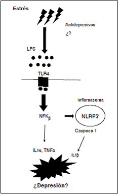 El estrés provocado por la aplicación de lipopolisacáridos de la pared celular de bacterias Gram negativas o por otras causas, activa la respuesta inmunitaria innata y los receptores de tipo toll en la membrana de diversas clases de linfocitos. La activación de los receptores TLR4 induce la activación de la subunidad β del factor necrótico kappa que, a su vez, activa el inflamasoma NLPR3, lo que provoca la liberación de la caspasa 1 y la subsecuente liberación de IL-1b e IL-6. Estas citocinas median la inflamación, los signos generales de enfermedad y, posiblemente, la depresión.