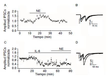 La citosina IL-6 bloquea la influencia de la noerepinefrina en las corrientes sinápticas inhibitorias (IPSC) en neuronas piramidales de la capa 2-3 del área A1 en la corteza temporal de la rata. A. Curso temporal de la amplitud de las IPSC mediante la estimulación de las fibras aferentes cercanas al sitio de registro antes y después de la aplicación de norepinefrina (20 mM) directamente en el baño. B. IPSC sobrepuestas en el punto indicado por los mismos números en A durante este experimento. C. Como en A, curso temporal de la amplitud de las IPSC antes y después de la aplicación de IL-6 recombinante de rata (10 ng/ml; R & D Systems®, Minneapolis, Minnesota) y de norepinefrina (20 μM) en presencia de la IL-6 (aplicación directamente en el baño). D. Como en B, las IPSC sobrepuestas en el punto indicado por los mismos números durante el experimento mostrado en C. La IL-6 fue activada en una solución salina amortiguada con fosfato en una concentración de 0,5 g/1 ml. La norepinefrina (20 μM) se aplicó iontoforéticamente en el sitio de registro. Los puntos indican el promedio de la amplitud de las IPSC.