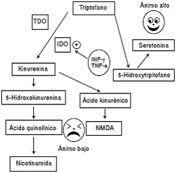 El metabolismo del triptófano puede incrementar la actividad de la enzima triptófano hidroxilasa, aumentando las concentraciones del 5-hidroxitriptofano y promoviendo un estado eutímico del sistema, o incrementar la actividad de la enzima indolamina 2,3-dioxigenasa (IDO) y las concentraciones de ácido quinolínico promoviendo un estado depresivo.