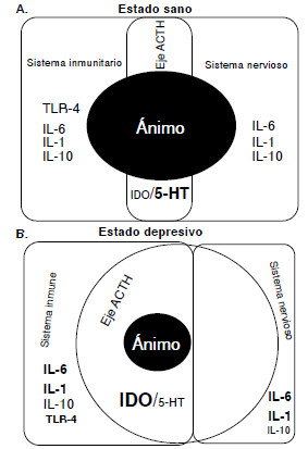 Interacción de los sistemas inmunitario y nervioso, y el eje hipotálamo-hipófiso-suprarrenal en el estado sano y en el depresivo. A. En el estado sano, las respuestas del sistema inmunitario y del nervioso se mantienen en equilibrio frente a la actividad del eje hipotálamo-hipofiso-suprarrenal y la relación entre la actividad de las enzimas IDO y la triptófano hidroxilasa. Dicho equilibrio produce un acoplamiento perfecto entre las áreas de influencia del sistema nervioso y las del inmunitario representadas por los óvalos que aparecen anclados en la actividad del eje hipotálamo-hipófiso-suprarrenal, y la relación de la actividad entre las enzimas indolamina 2,3-dioxigenasa (IDO) y triptófano hidroxilasa (TPH). B. En el estado depresivo, aumenta la actividad del eje hipotálamo-hipofiso-suprarrenal y de la vía de la quinurenina, así como los niveles de la enzima IDO y las interleucinas proinflamatorias IL-6 e IL-1b, en tanto que disminuye el de interleucinas antiinflamatorias como la IL-10, entre otras. En esta condición, las áreas del sistema inmunitario y del nervioso ya no se acoplan de manera perfecta y aparecen como dos áreas independientes.