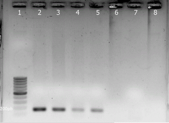 Gel de agarosa al 1 % te&ntilde;ido con bromuro de etidio. Se observan algunas amplificaciones de 150 pb positivas para el gen 16S rRNA de Leptospira interrogans en roedores sinantr&oacute;picos y silvestres de Yucat&aacute;n, M&eacute;xico. 1: marcador de peso molecular de 100 pb; 2: muestra positiva de H. gaumeri; 3: muestra positiva de R. rattus; 4: muestra positiva de M. musculus; 5: control positivo; 6: control negativo; 7 y 8: vac&iacute;os.